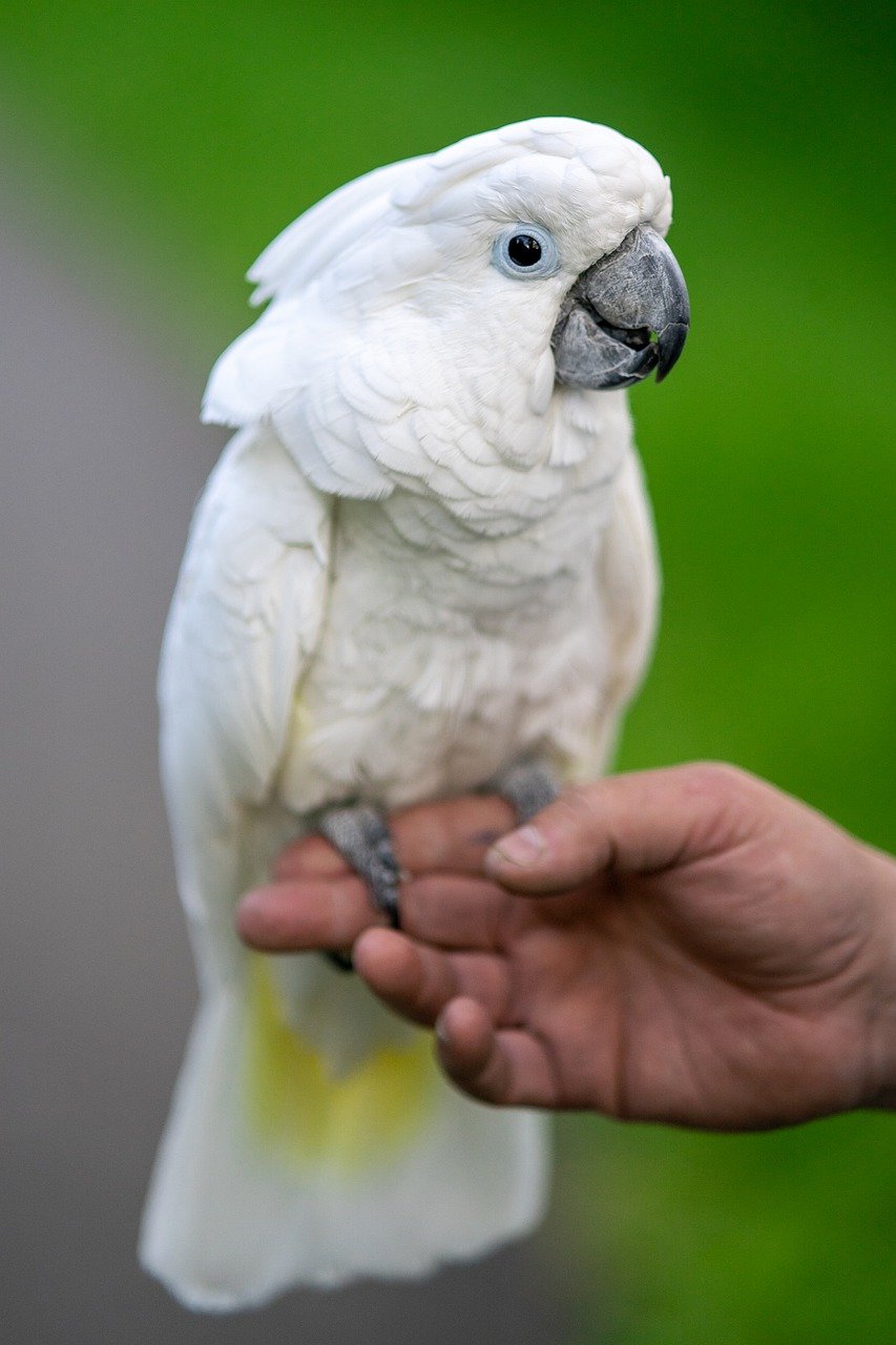 Animali bilingui?