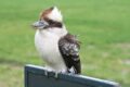 Dinosauri viventi. Il Kookaburra