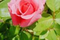 L’elogio della rosa